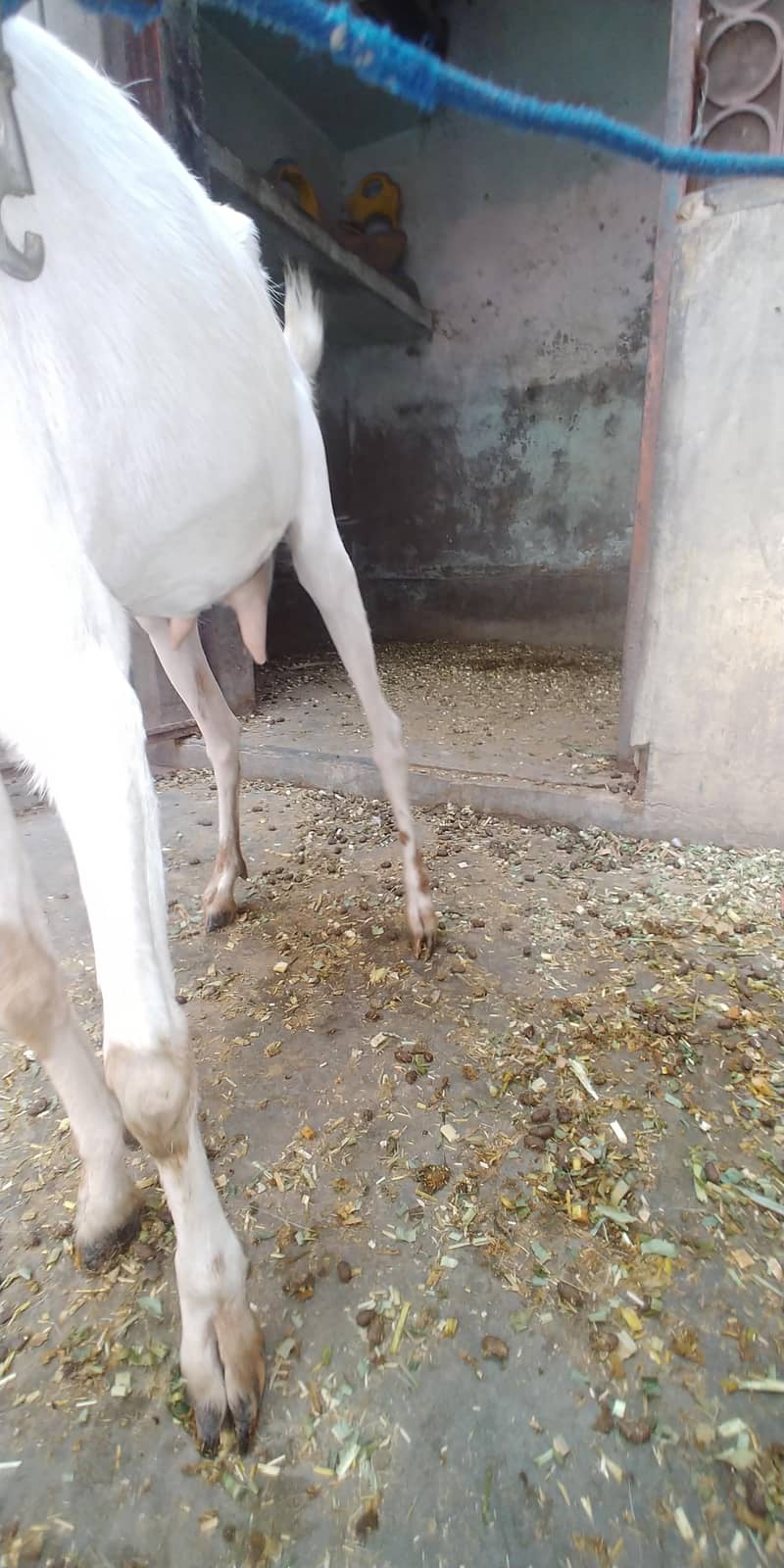 active goat white 2