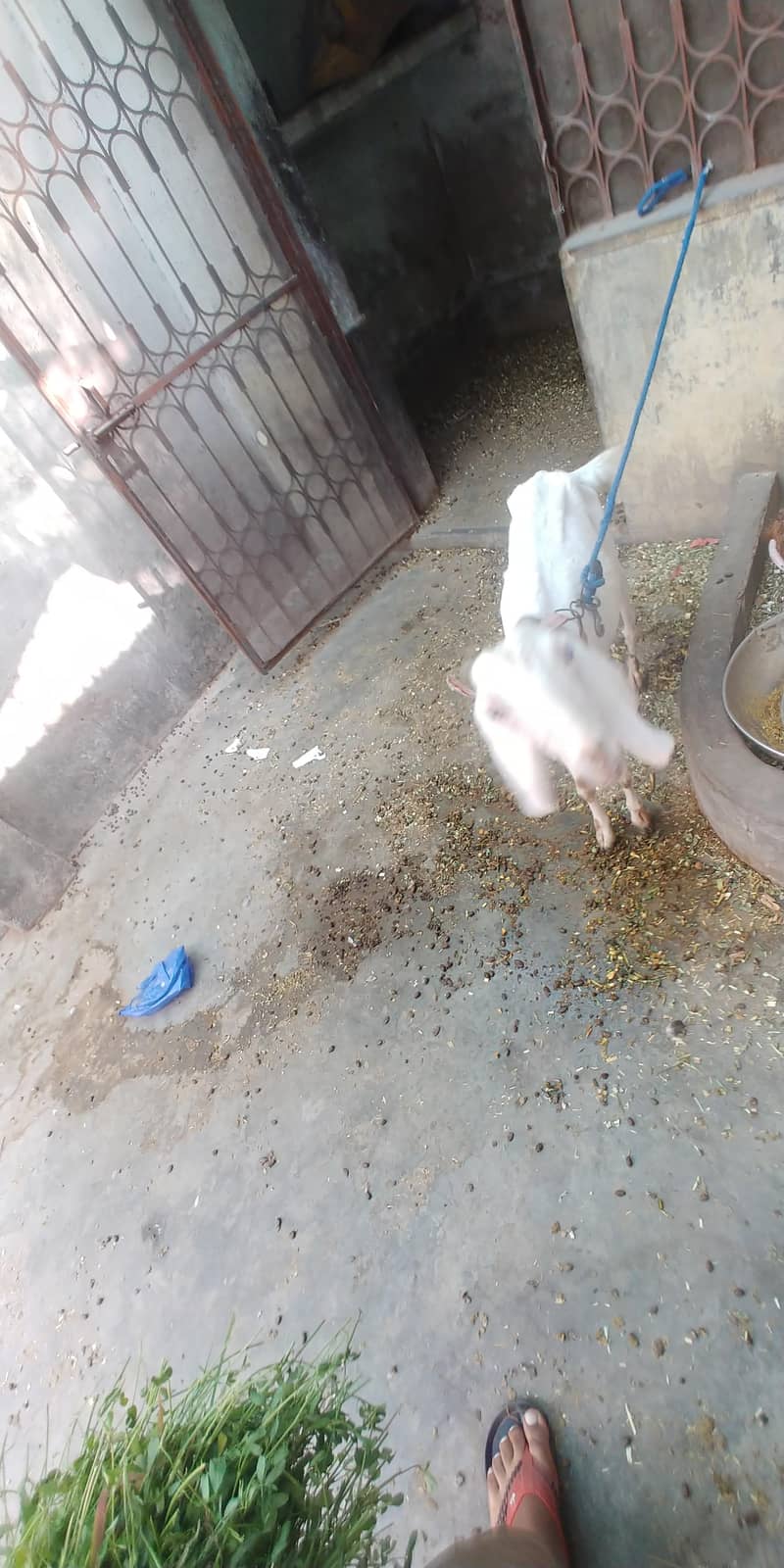 active goat white 3