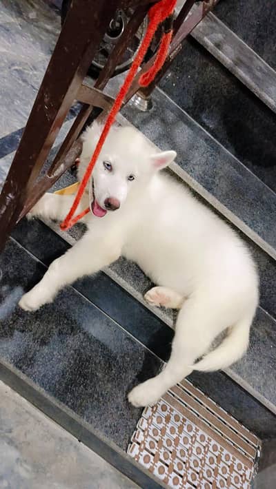 husky for sale
