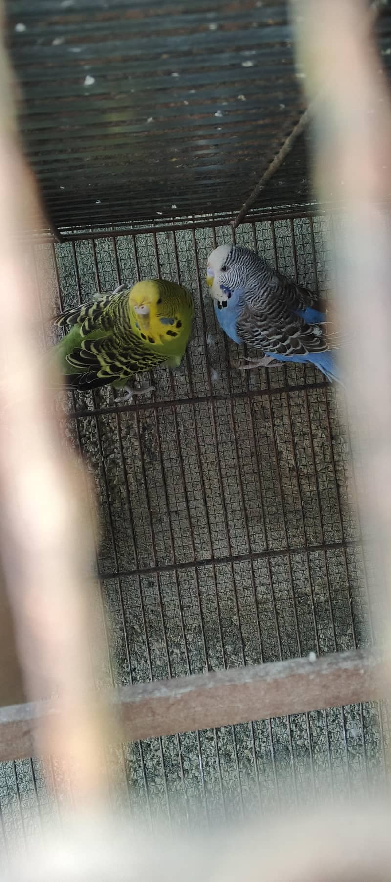 Undersize Budgies 1