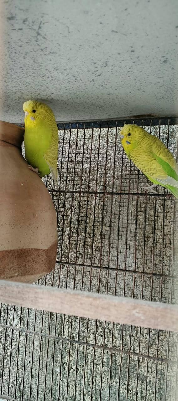 Undersize Budgies 2