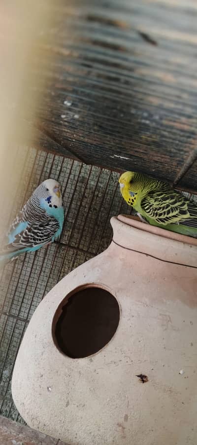 Undersize Budgies