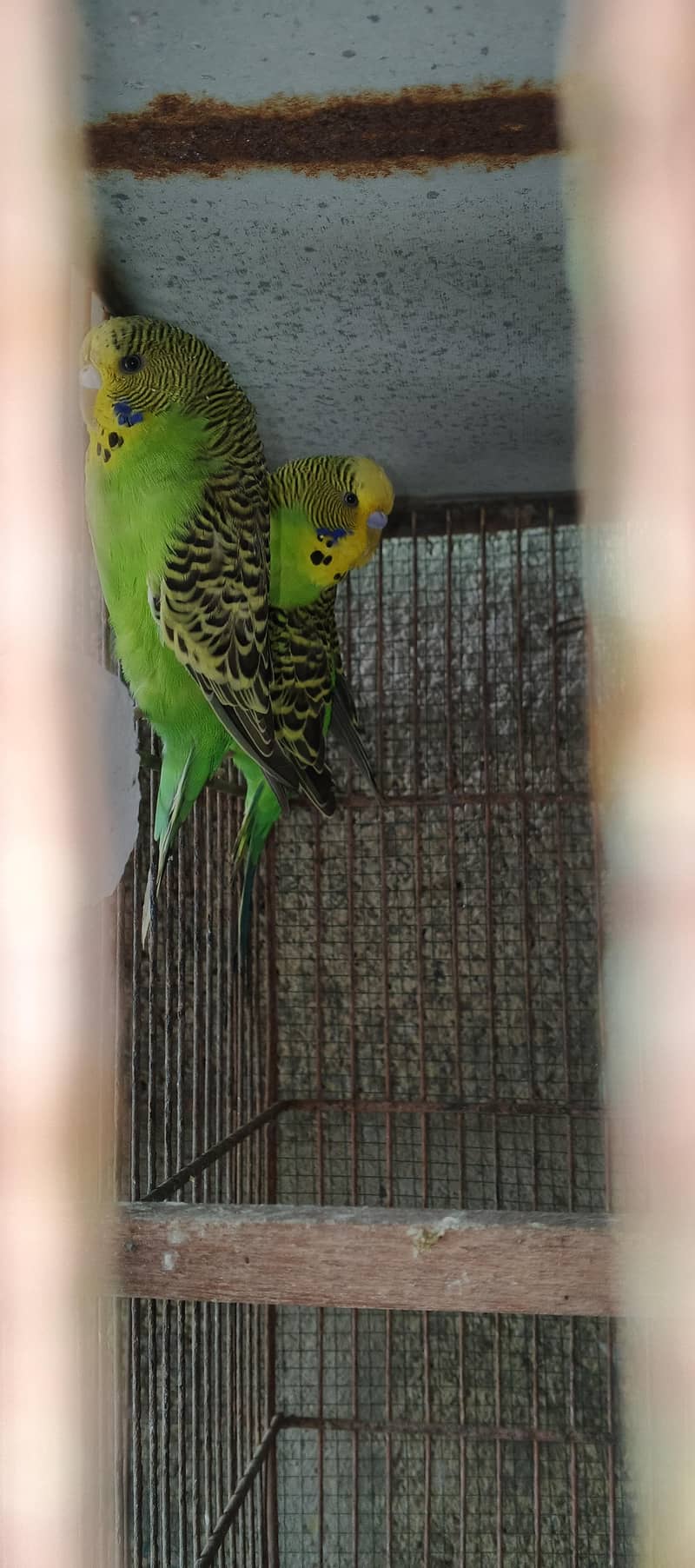 Undersize Budgies 3
