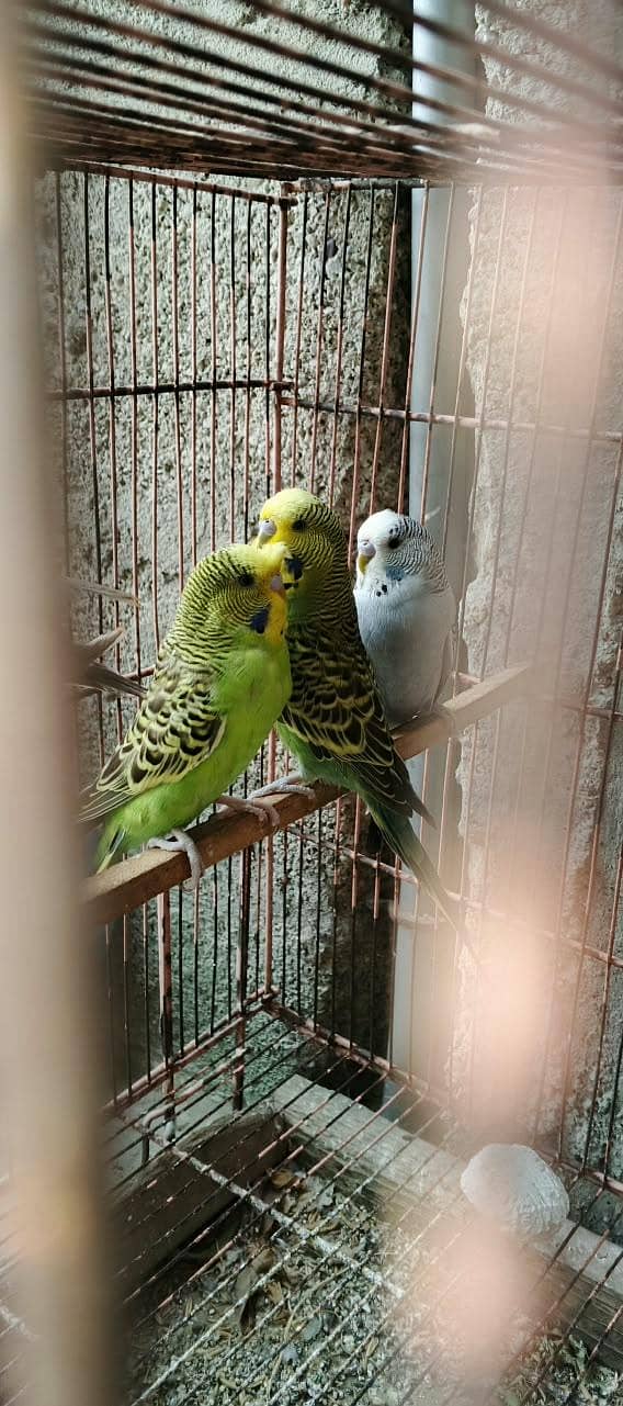 Undersize Budgies 4