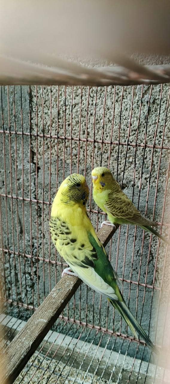 Undersize Budgies 5