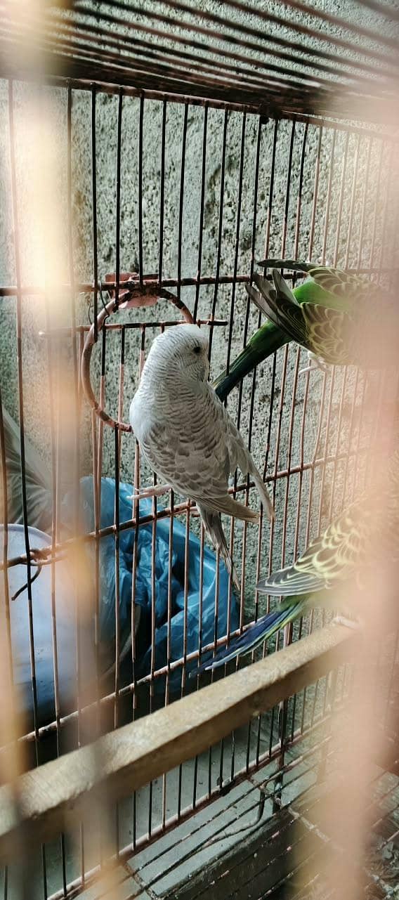 Undersize Budgies 6