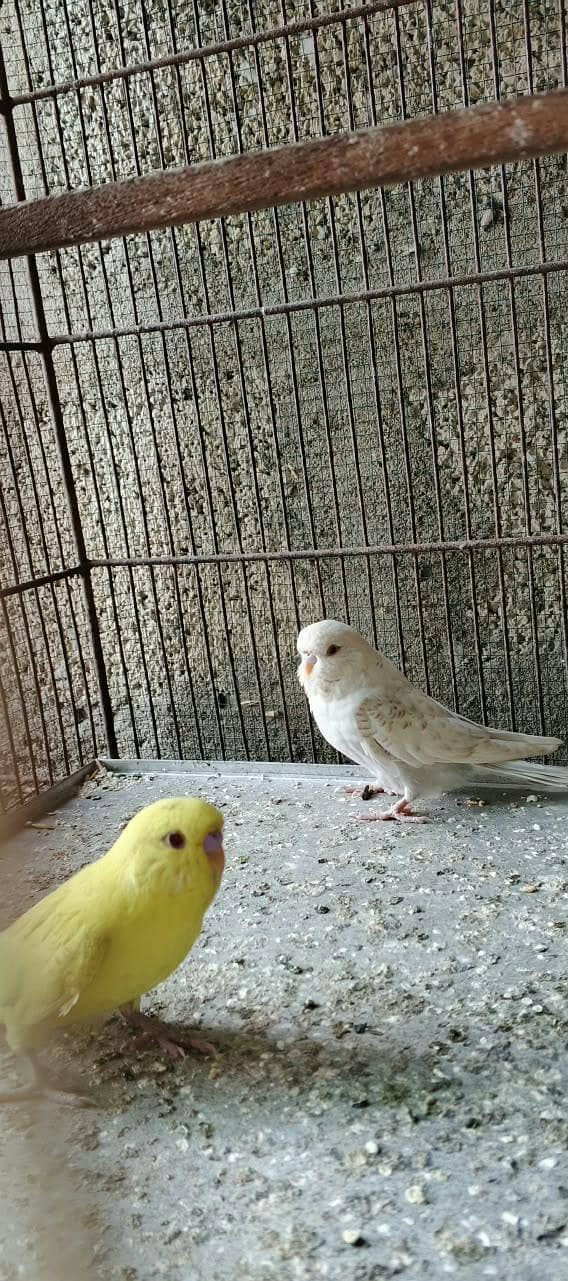 Undersize Budgies 7