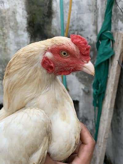 urgent sale 03155251393