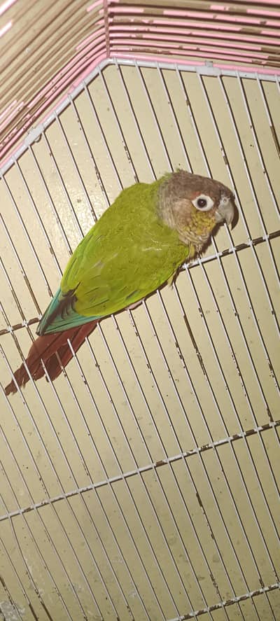YELLOW SIDED CNORE BREEDER PAIR FOR SALE