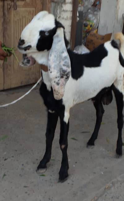 Beetal Bakra