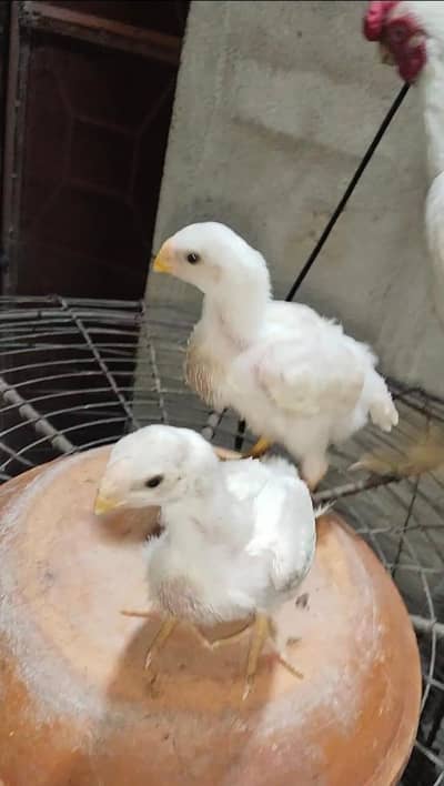 indian parratbeak long tails chicks