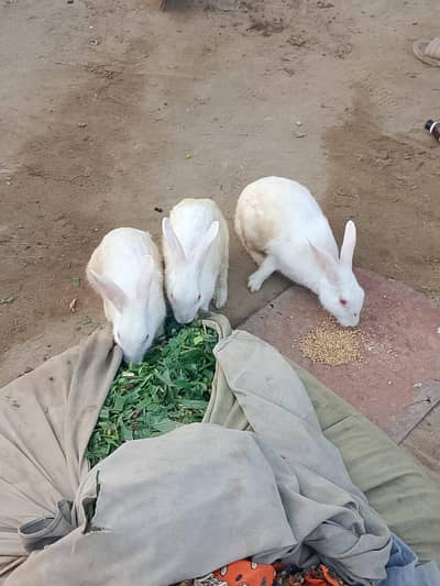 Breeder Rabbits sets for sale