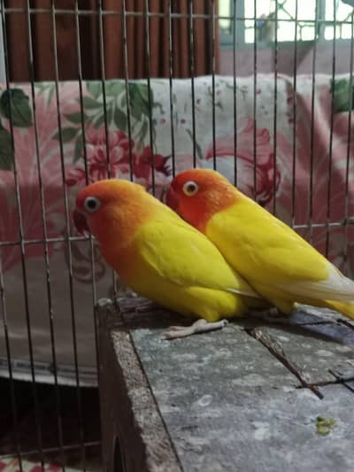 beautiful yellow breeder pair lying eggs many times