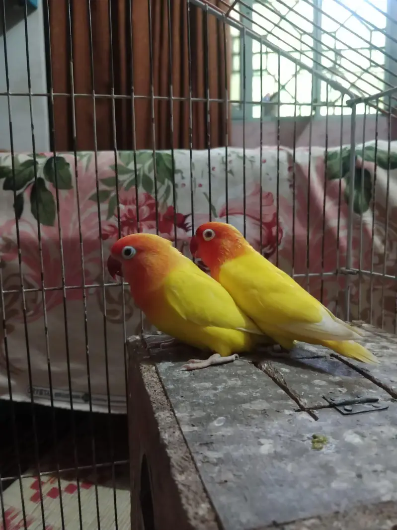 beautiful yellow breeder pair lying eggs many times — photo 2