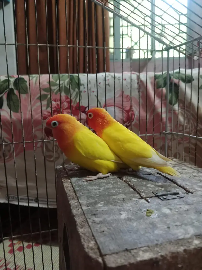 beautiful yellow breeder pair lying eggs many times — photo 3