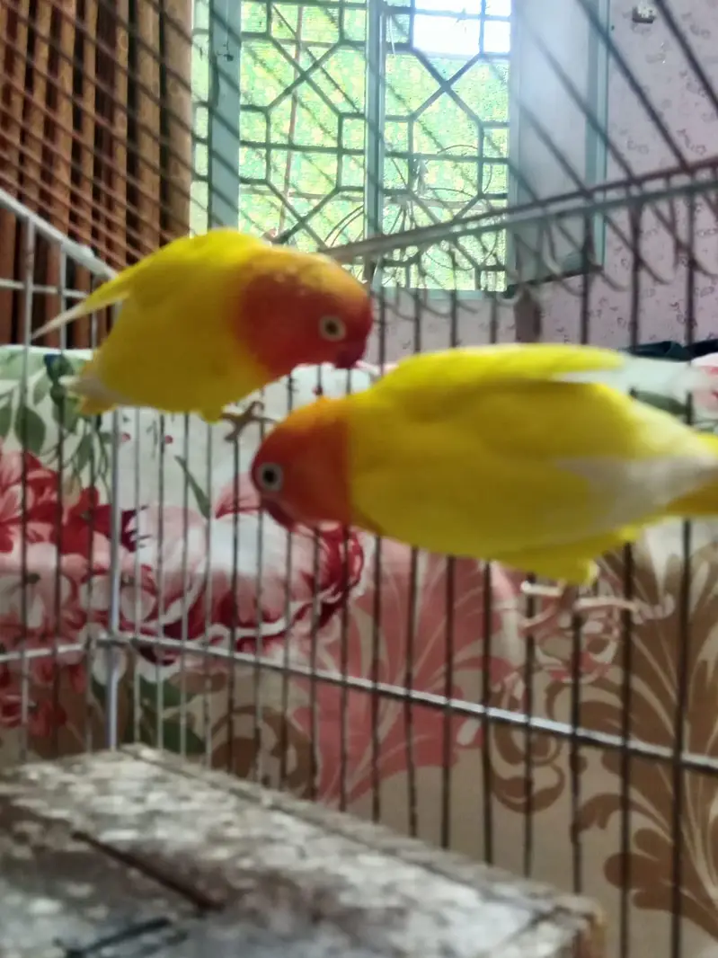 beautiful yellow breeder pair lying eggs many times — photo 4