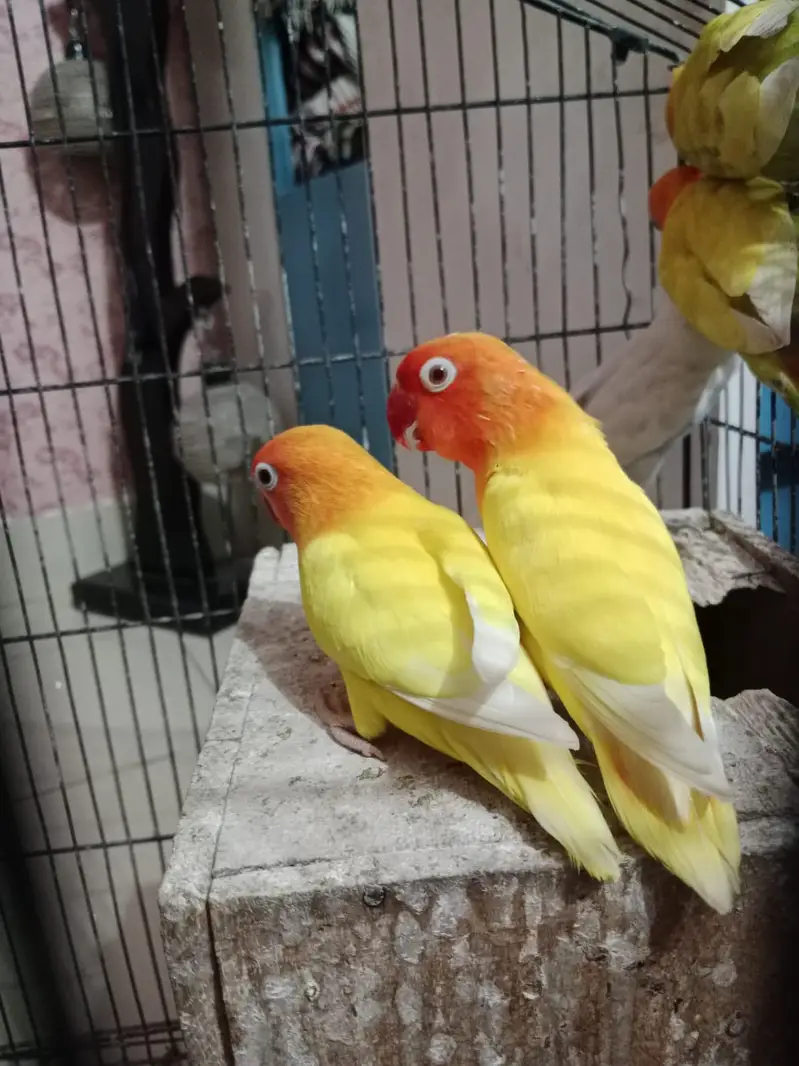 beautiful yellow breeder pair lying eggs many times — photo 5