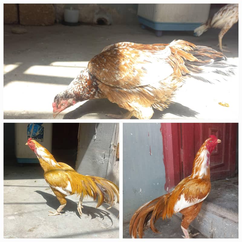 breeder pair 0