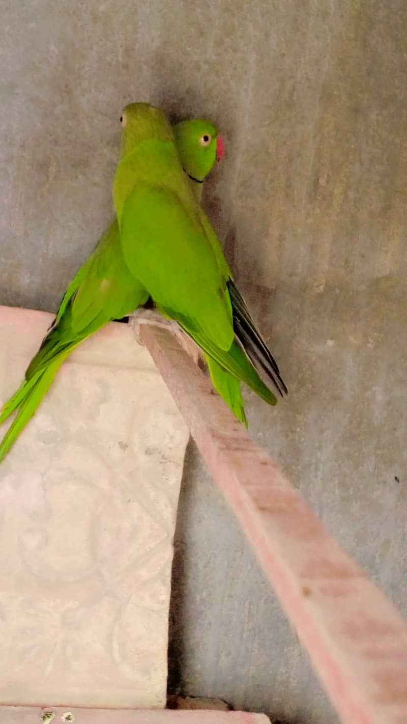Green Ring Neck 0