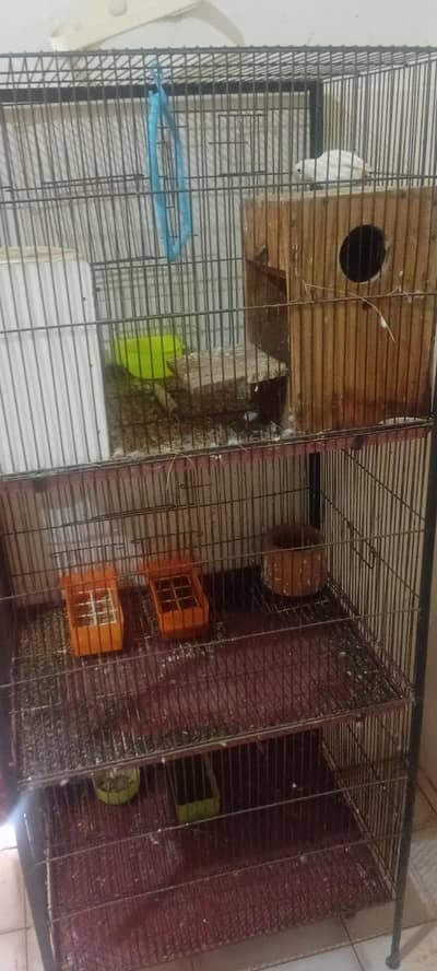 love bird n cage