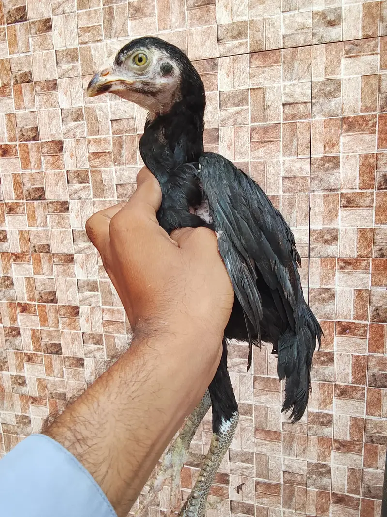 Aseel checks for sale — photo 3