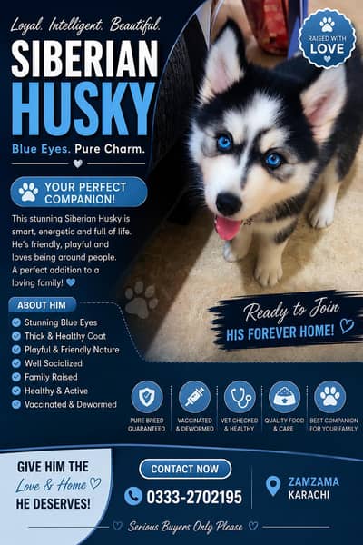 Blue Eyed Husky Puppy is searching new family