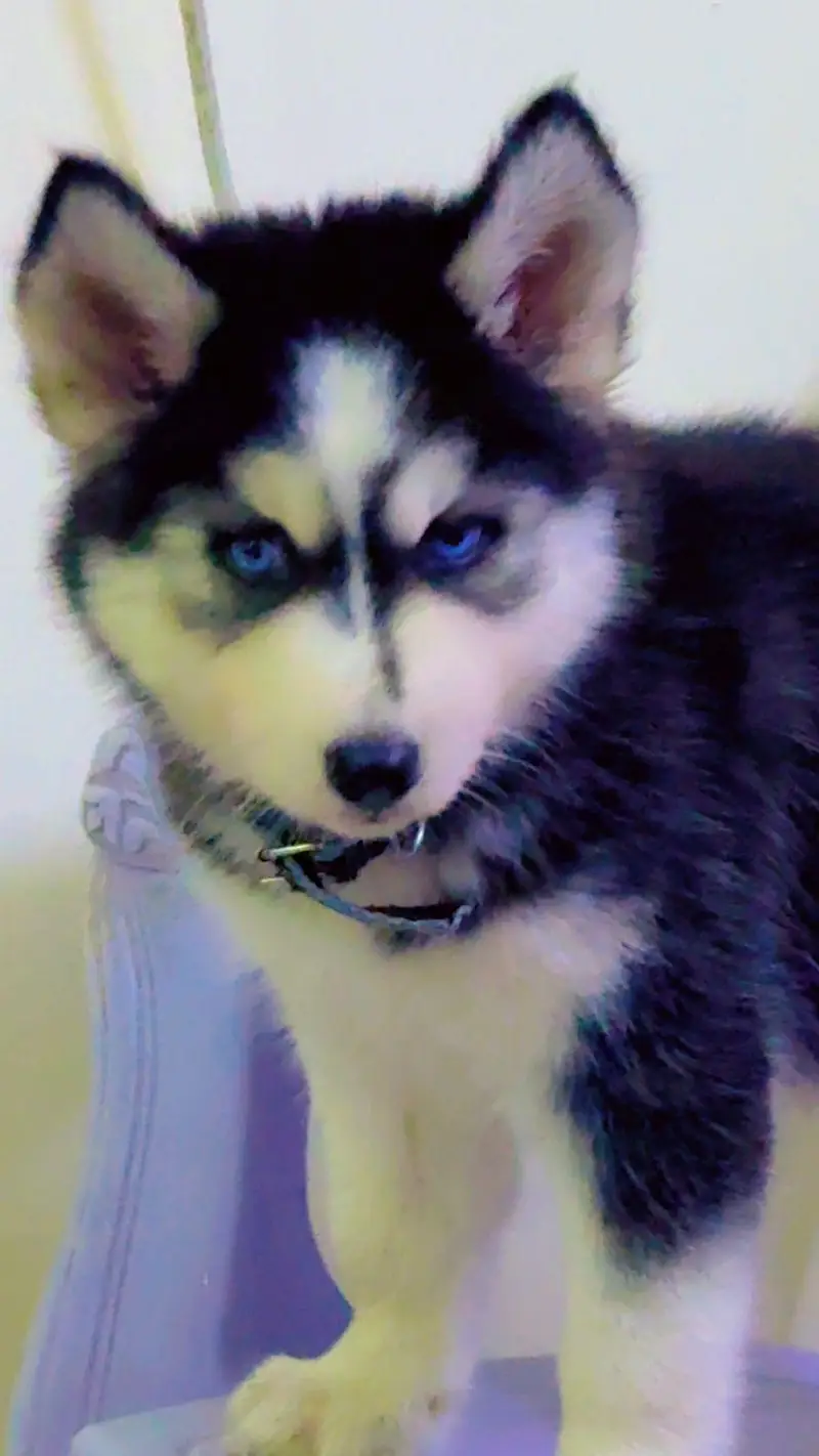 Blue Eyed Husky Puppy is searching new family — photo 3