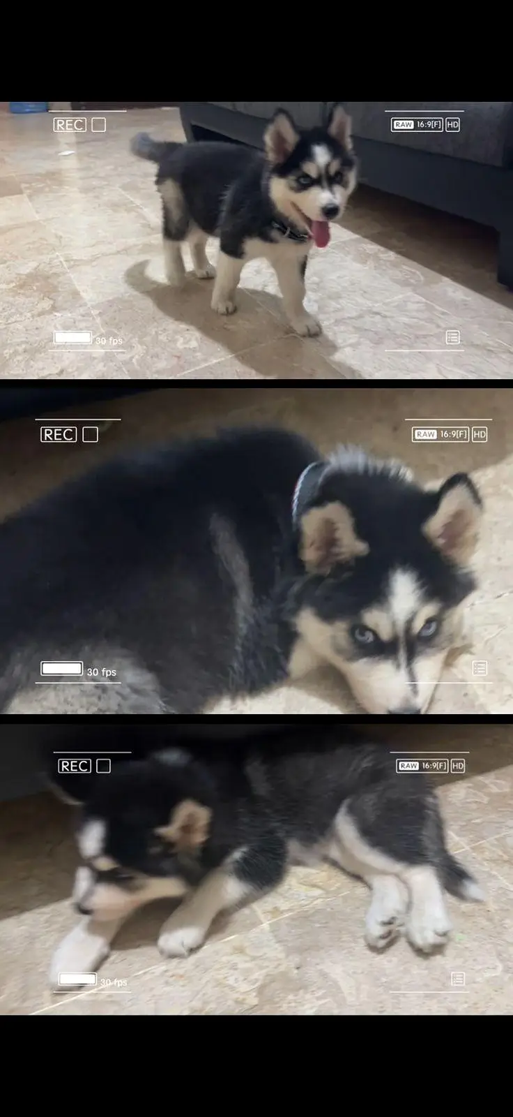Blue Eyed Husky Puppy is searching new family — photo 4