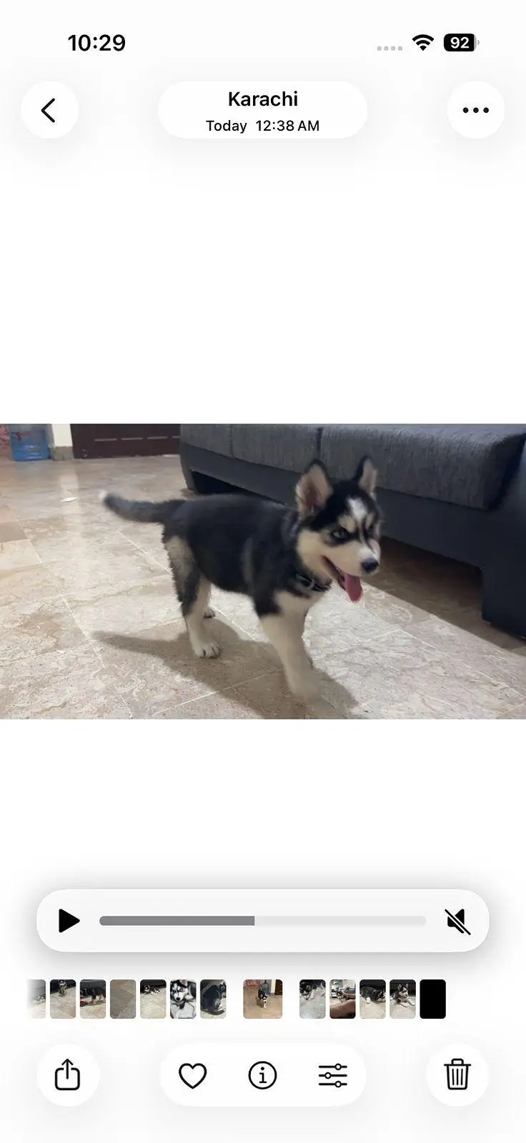 Blue Eyed Husky Puppy is searching new family — photo 6