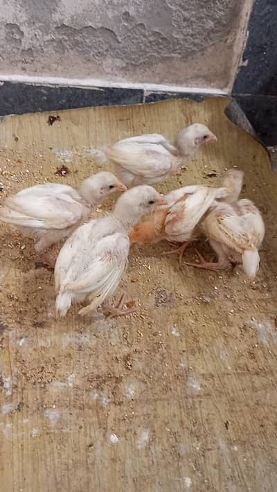 Aseel Chicks Available for Sale