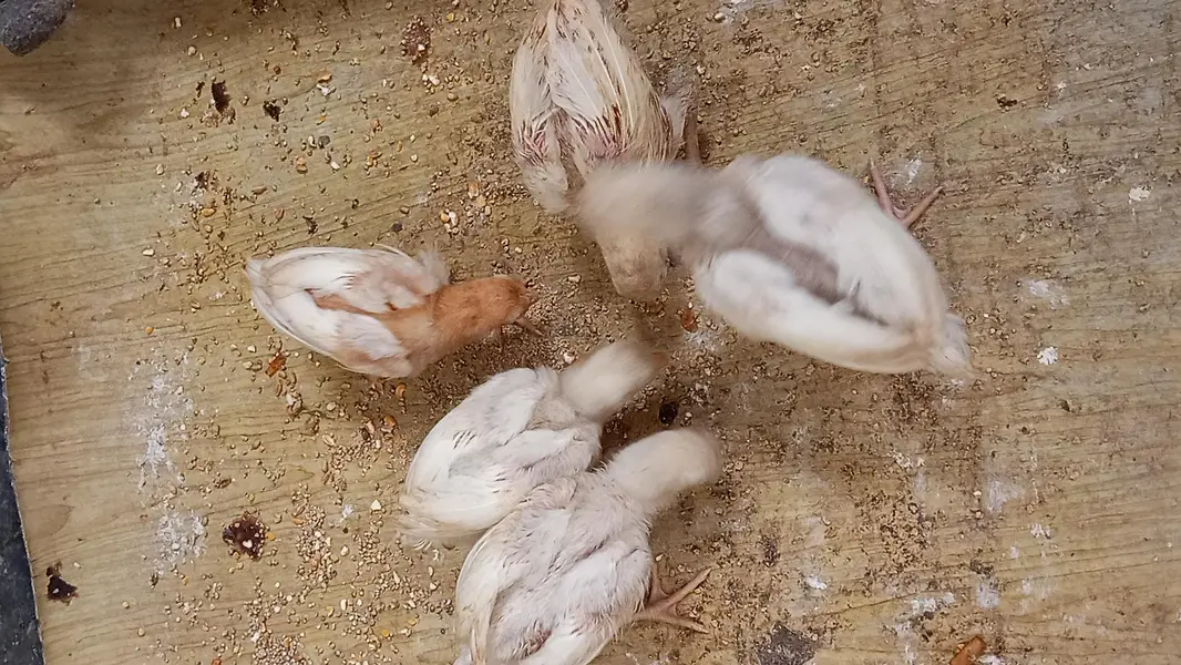 Aseel Chicks Available for Sale — photo 2