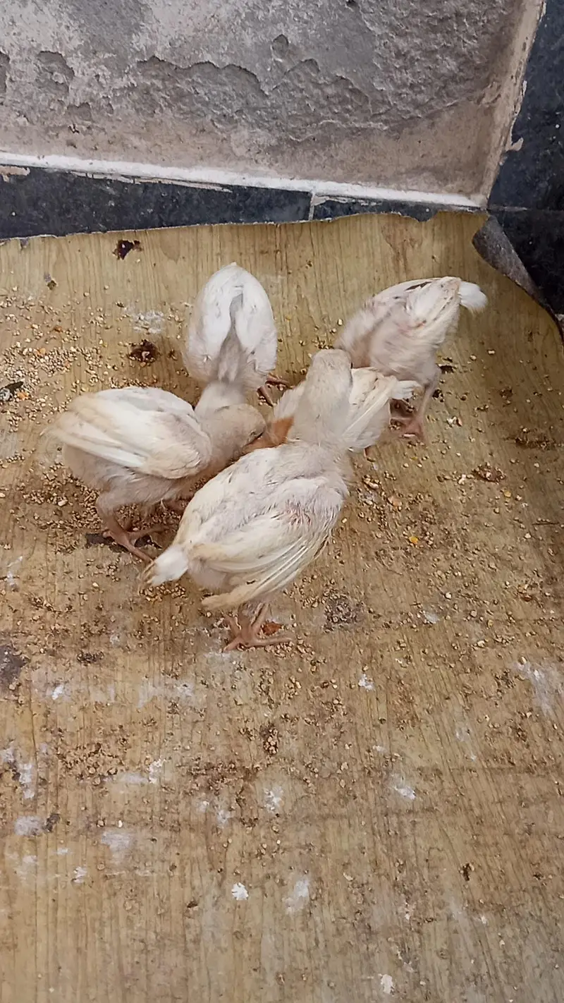 Aseel Chicks Available for Sale — photo 3