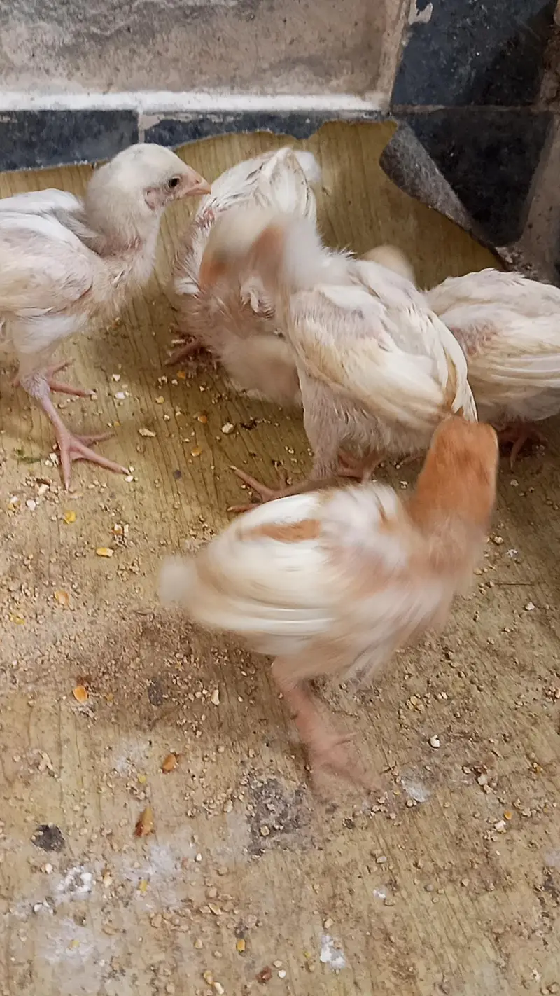 Aseel Chicks Available for Sale — photo 4