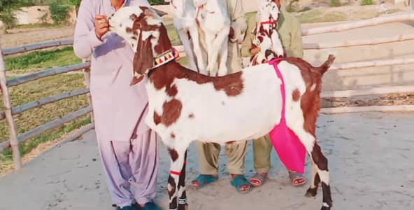 3 Bacchon Ka Sath Desi Bakri For Sale/ 03203194073