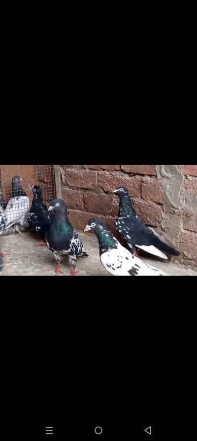 pigeon for sael