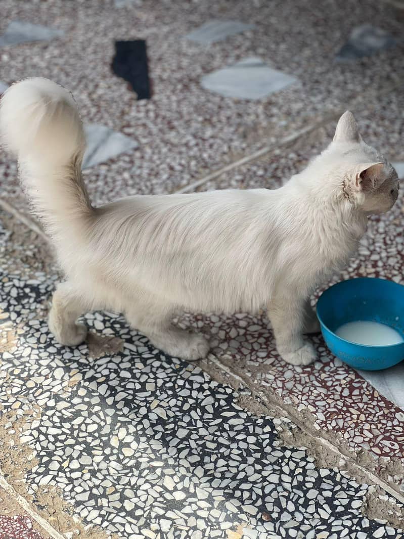 Persian Cat 0
