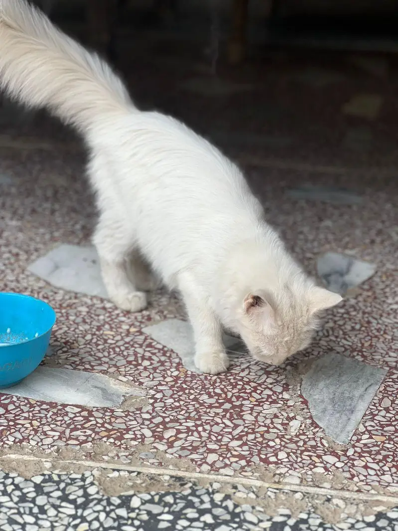 Persian Cat — photo 2