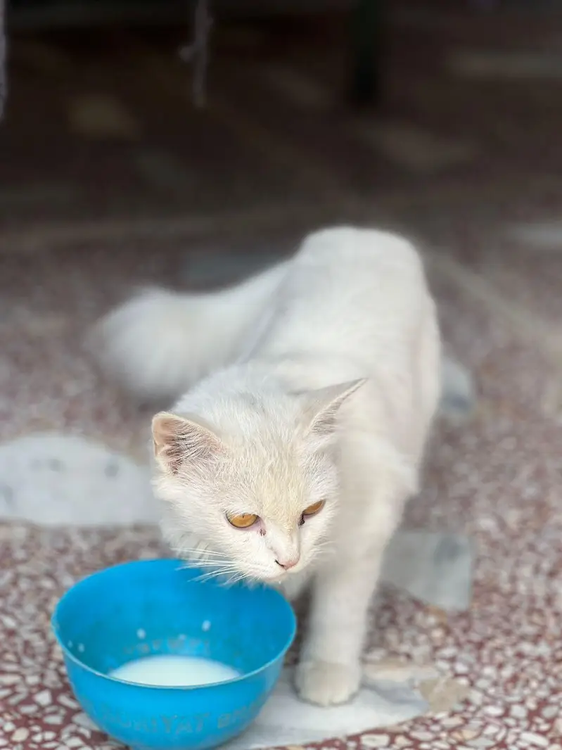 Persian Cat — photo 3