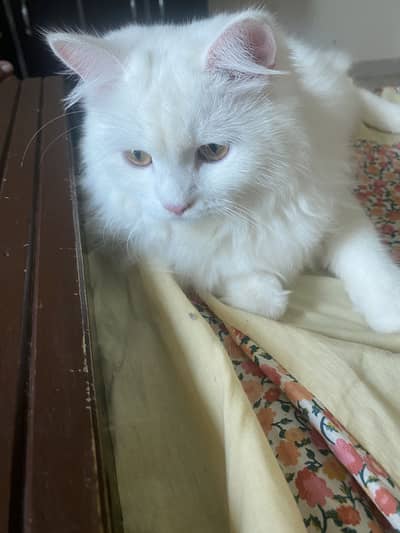 Persian Cat