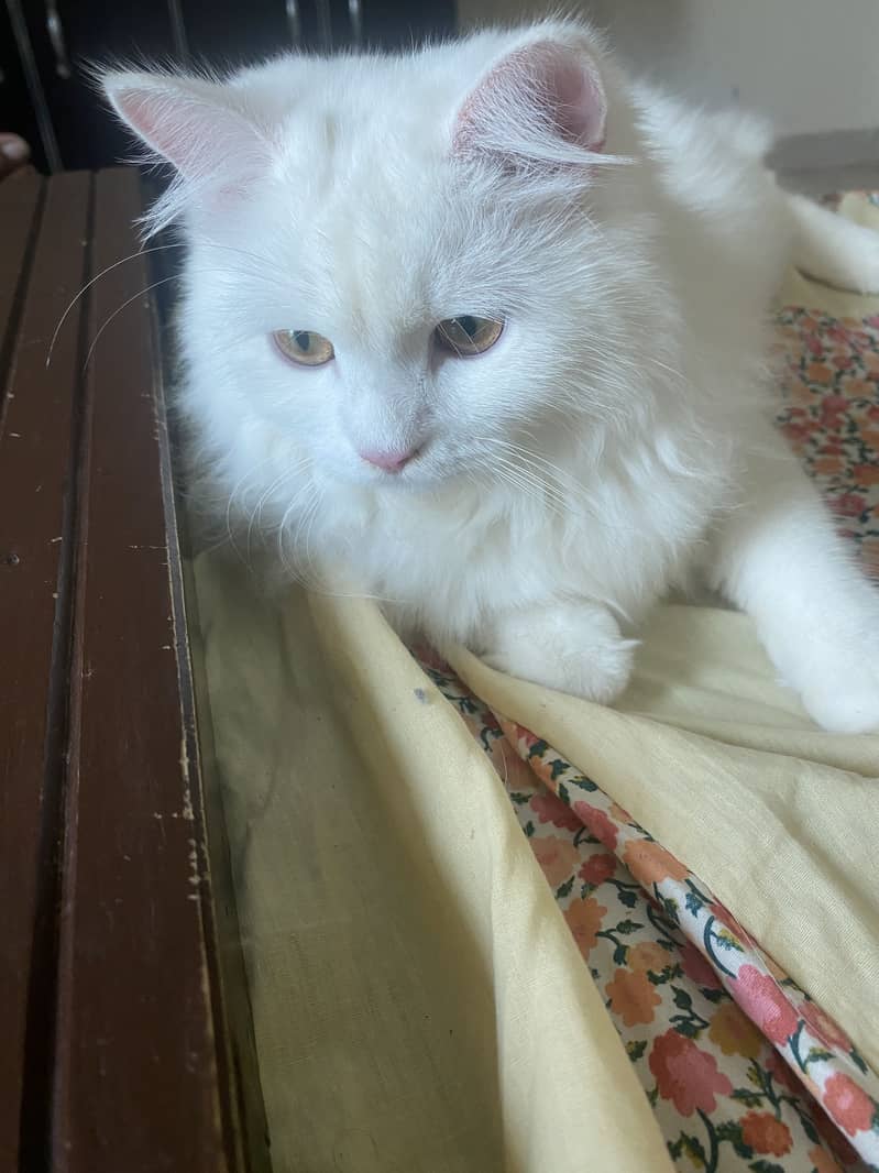 Persian Cat 0