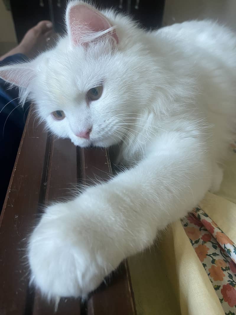 Persian Cat 1