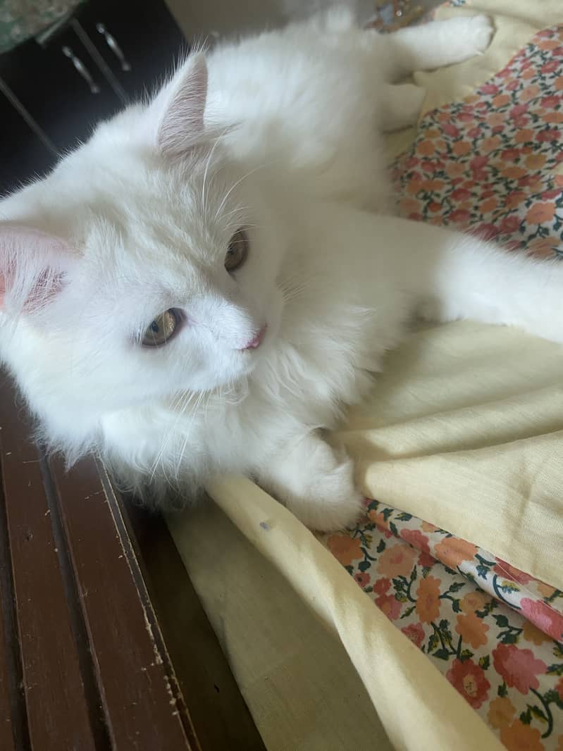 Persian Cat 2