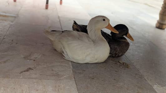 ducks sale Karna hy