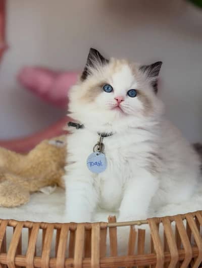 IMPORTED RAGDOLL HIGH QUALITY KITTENS AVAILABLE FOR SALE
