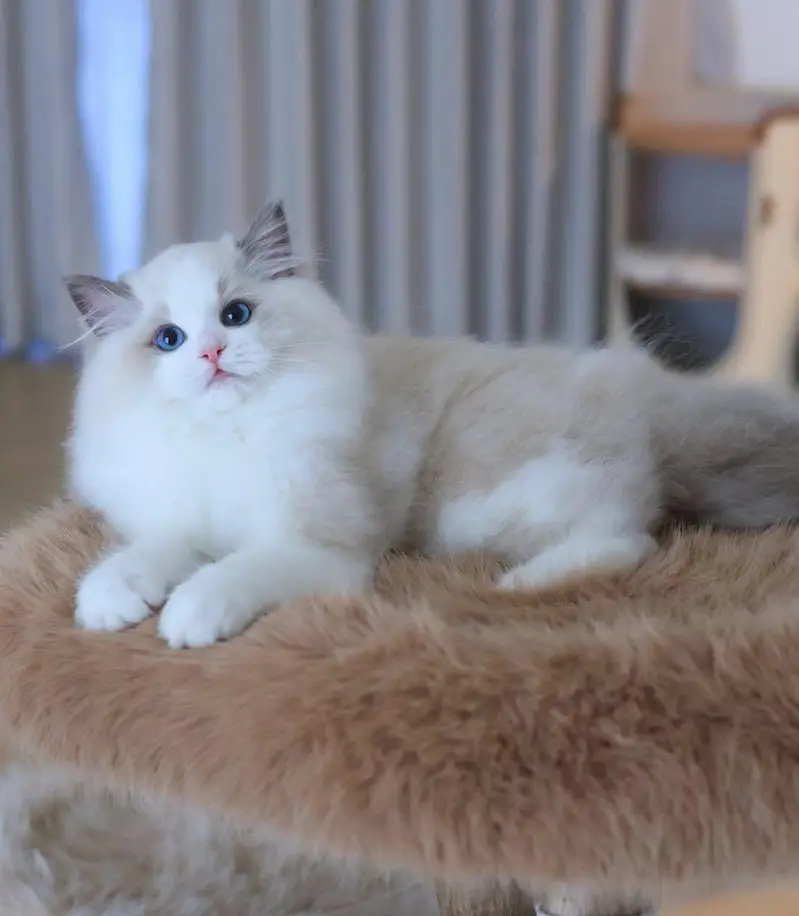 IMPORTED RAGDOLL HIGH QUALITY KITTENS AVAILABLE FOR SALE — photo 2
