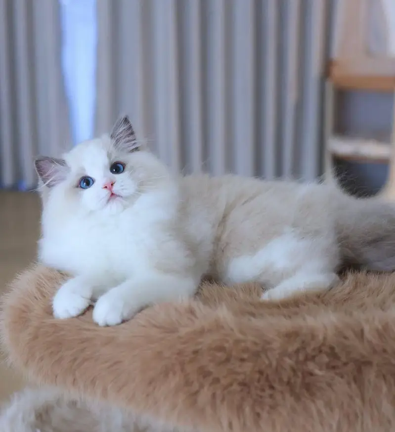 IMPORTED RAGDOLL HIGH QUALITY KITTENS AVAILABLE FOR SALE — photo 3