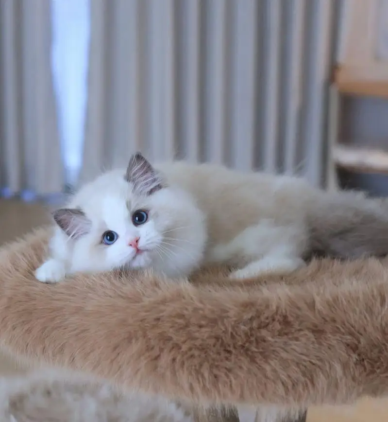 IMPORTED RAGDOLL HIGH QUALITY KITTENS AVAILABLE FOR SALE — photo 4