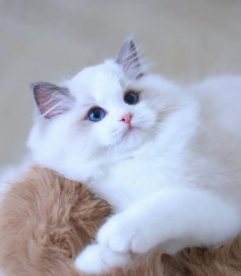 IMPORTED RAGDOLL HIGH QUALITY KITTENS AVAILABLE FOR SALE — photo 5