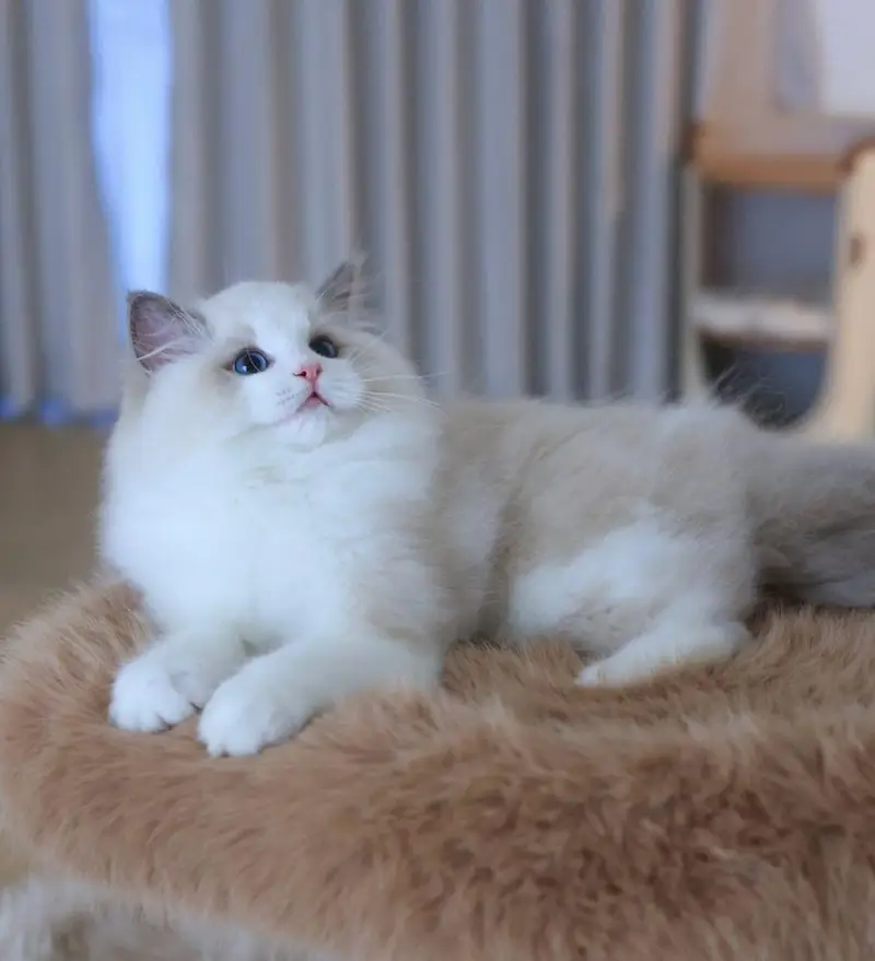 IMPORTED RAGDOLL HIGH QUALITY KITTENS AVAILABLE FOR SALE — photo 6
