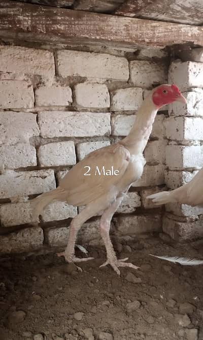 Paper White Aseel – 2 Male & 2 Female | 7 Months